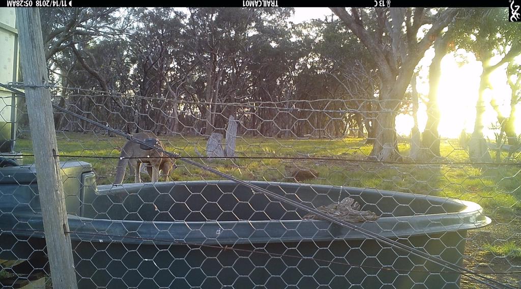 Kangaroo-at-sunrise-2ed.jpg