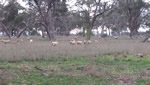 sheep grazing in PinkertonForest th
