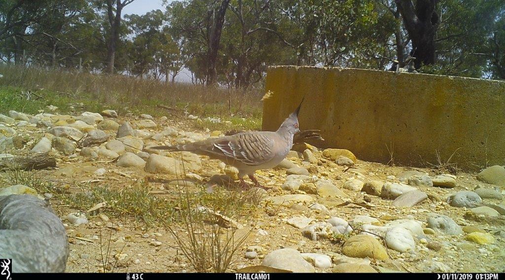 Crested Pigeon Pinkeron Forest