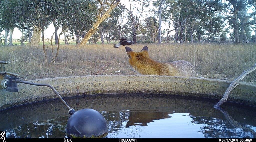 Fox swooped by magpie pinkerton