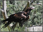adult Wedge tailed Eagle sm